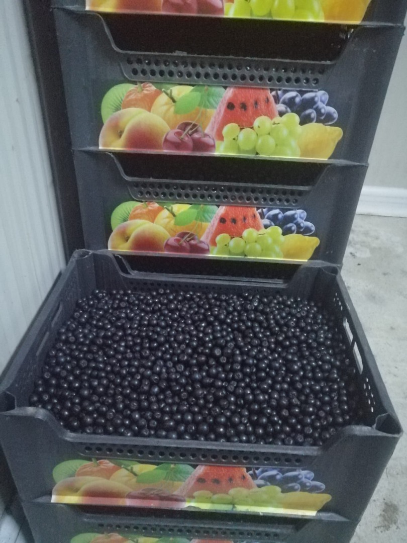 Aronia ecológica certificada, producto de montaña certificado