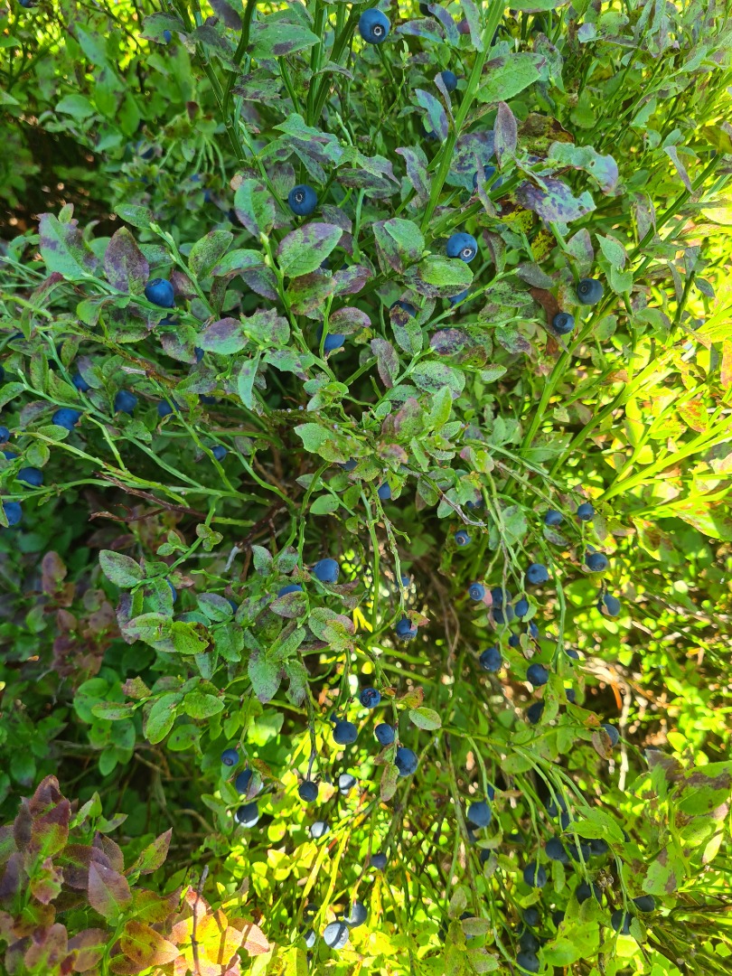 Venderé Mountain berry disponible diariamente en promedio 30-40 kg precio por kg 20 PLN
