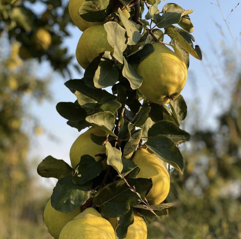 Jugoso con sabor a limón, fácil de tragar