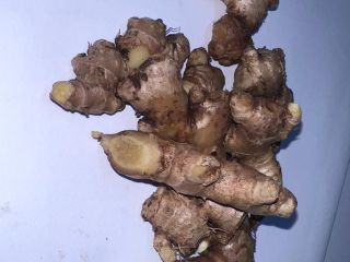 jengibre silvestre natural, orgánico JENGIBRE SILVESTRE obtenido del cultivo