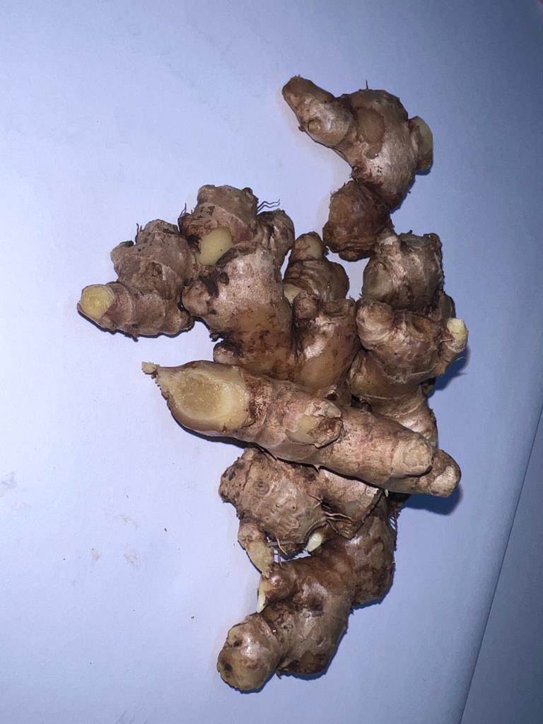 jengibre silvestre natural, orgánico JENGIBRE SILVESTRE obtenido del cultivo en la jungla de Sierra Leona, África occidental, muy fuerte y aromático, jugoso