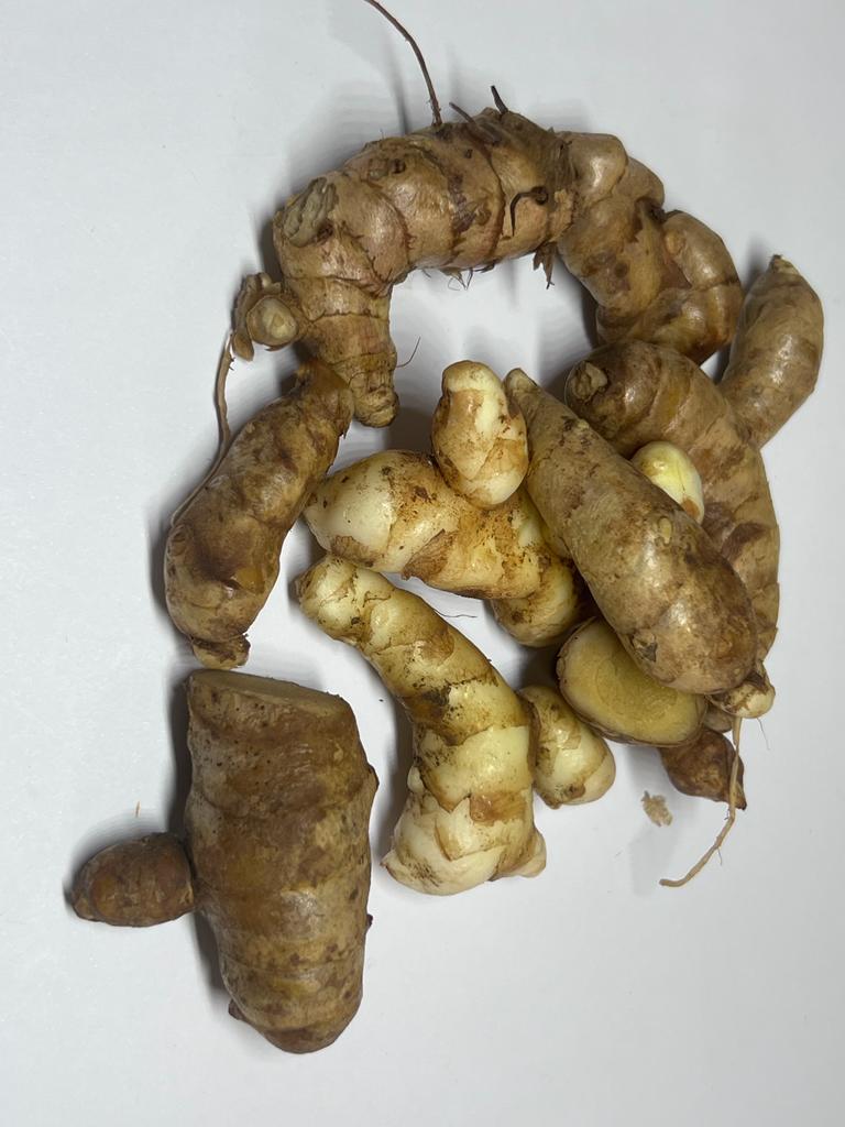 CÚRCUMA SILVESTRE, ORGÁNICA Y BIO - KURKUMA cúrcuma silvestre (KURKUMA) fresca, natural y orgánica obtenida de cultivos naturales en la selva de Sierra Leona