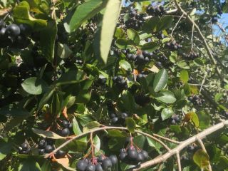 Chokeberry no se fertiliza ni se rocía con nada.