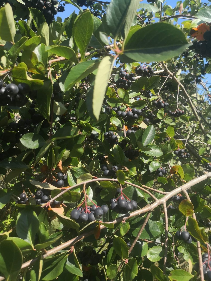 Chokeberry no se fertiliza ni se rocía con nada
