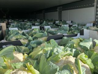 Vendo coliflor de calidad