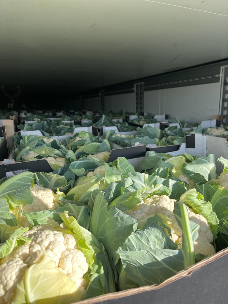 Vendo coliflor de calidad