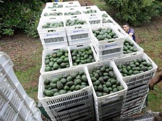 Aguacate comestible de la mejor calidad al por mayor
