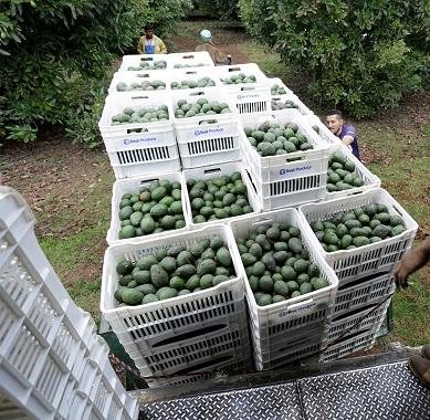 Aguacate comestible de la mejor calidad al por mayor de productos frescos de la granja