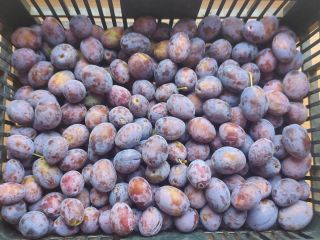 Ciruela directamente del granjero, morada, sabrosa, dulce