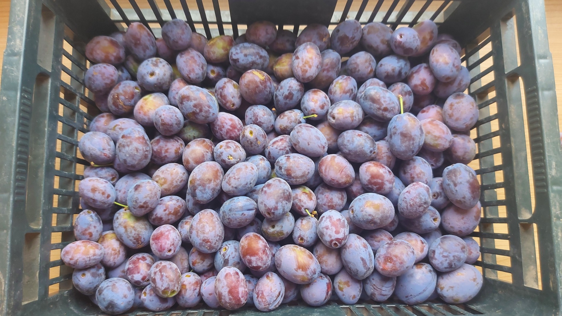 Ciruela directamente del granjero, morada, sabrosa, dulce