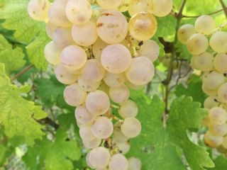 Uvas de postre Saszla a la venta en el