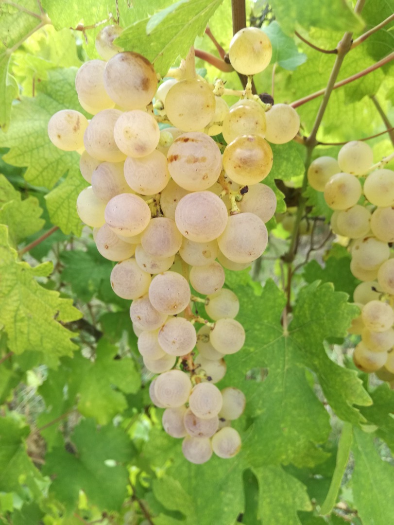 Uvas de postre Saszla a la venta en el condado de Heves, Abasar