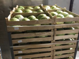 Ofrecemos repollo blanco envasado en cajas de 900 kg.