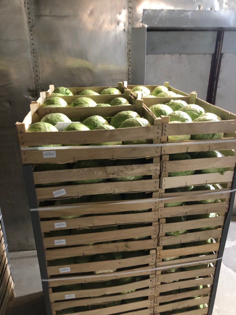 Ofrecemos repollo blanco envasado en cajas de 900 kg