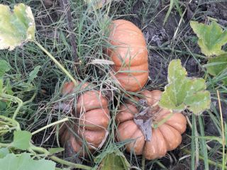 Venta de calabazas: empanadas y pavos, producto orgánico sin