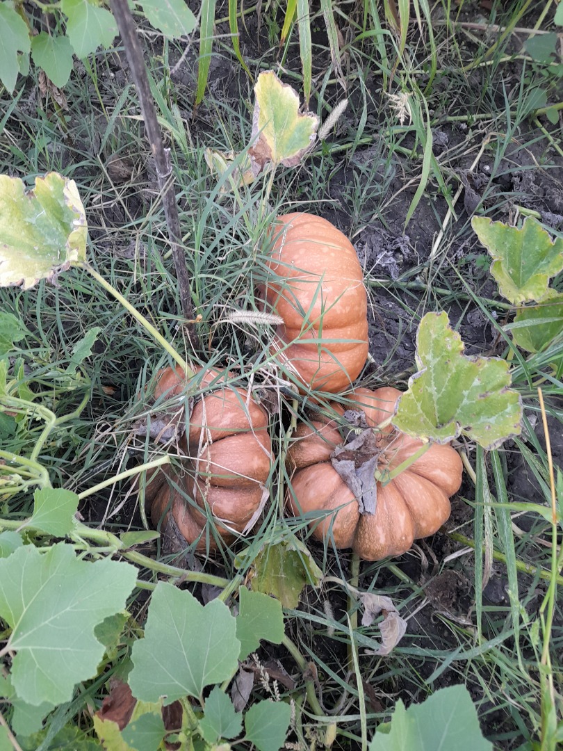 Venta de calabazas: empanadas y pavos, producto orgánico sin fertilizantes y químicos disponibles 1000 kg para informes llamar al