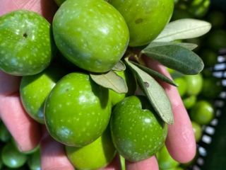 OLIVE DI SICILIA es un Fabricante de Aceite de
