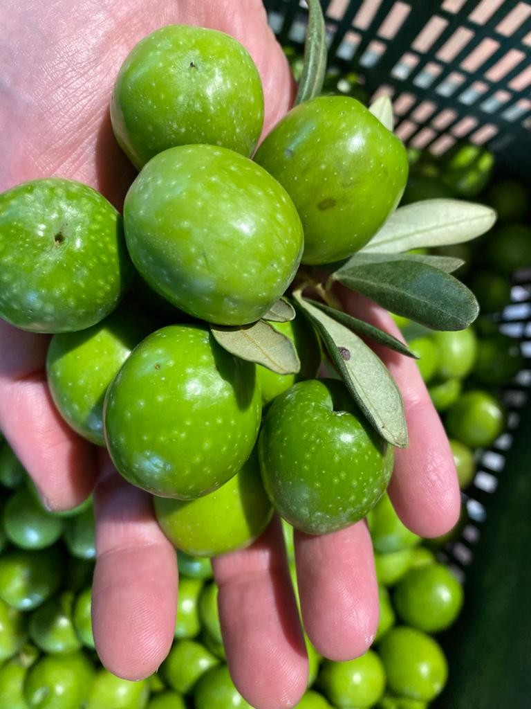 OLIVE DI SICILIA es un Fabricante de Aceite de Oliva y Aceitunas de alta calidad