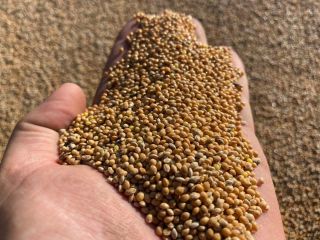 El mijo amarillo es un producto de semillas mixtas