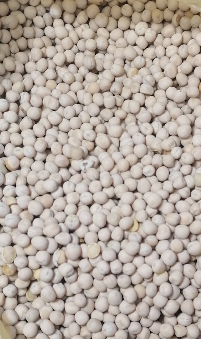 Los guisantes tienen una aplicación de alimentación multipropósito: los granos, enteros o en forma de harina (triturados), se alimentan a los animales