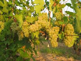 Uvas para vino riesling, zona vinícola de DRAGASANI, condado de Valcea