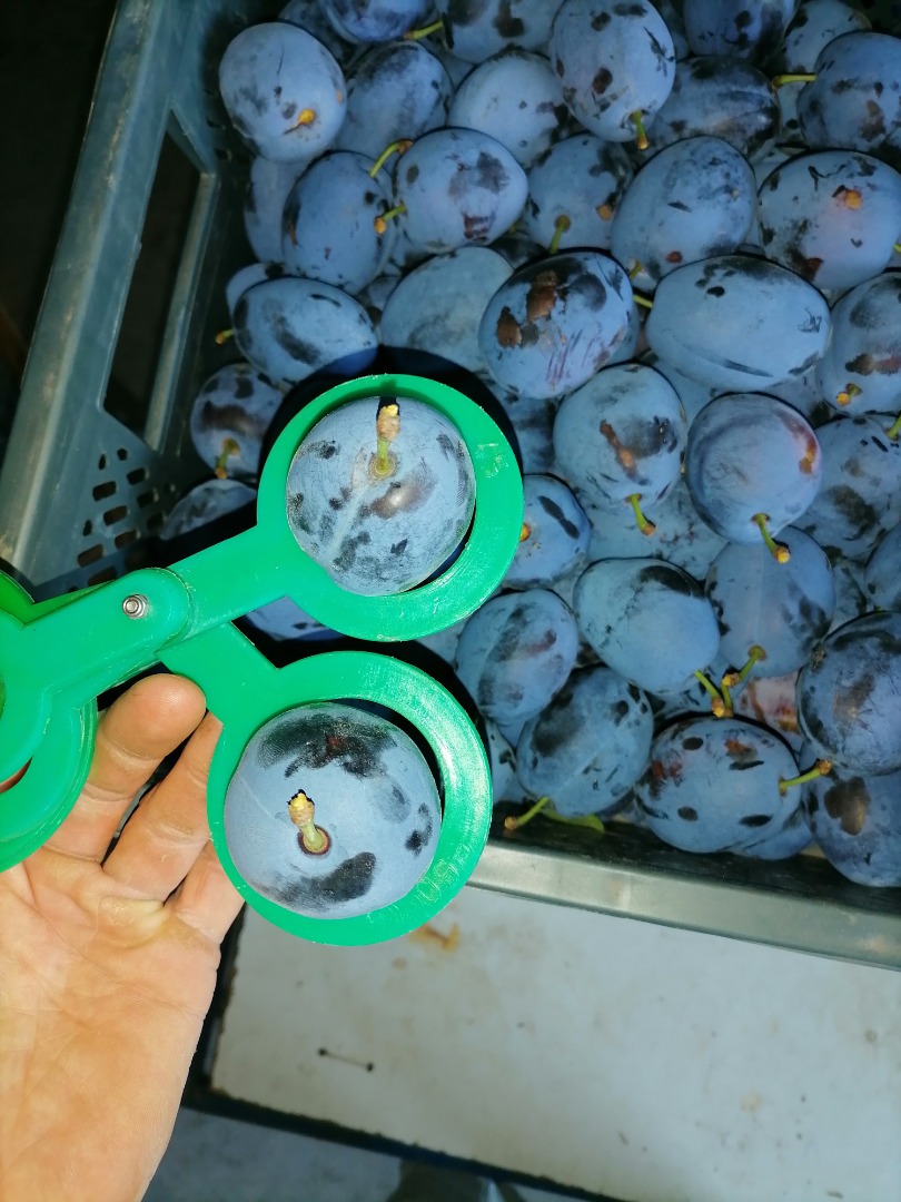 Húngaro para la venta, Húngaro para Dabrowicka