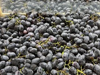 Cualquier cantidad de uvas Griego Moladiano Italiano Oscuro y