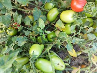 Tomate de campo verde variedad dyno Cantidad aproximada de