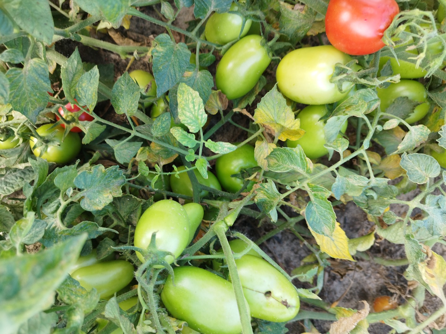 Tomate de campo verde variedad dyno Cantidad aproximada de 2 toneladas