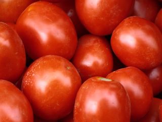 Tomates de campo, perfectos para conservas