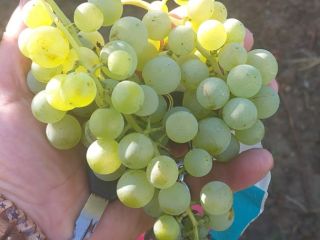 Uvas de vino Ceasla y Feteasca, blancas y negras;