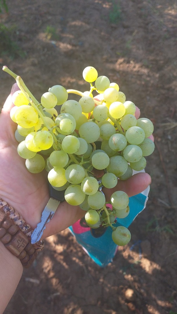 Uvas de vino Ceasla y Feteasca, blancas y negras; Com