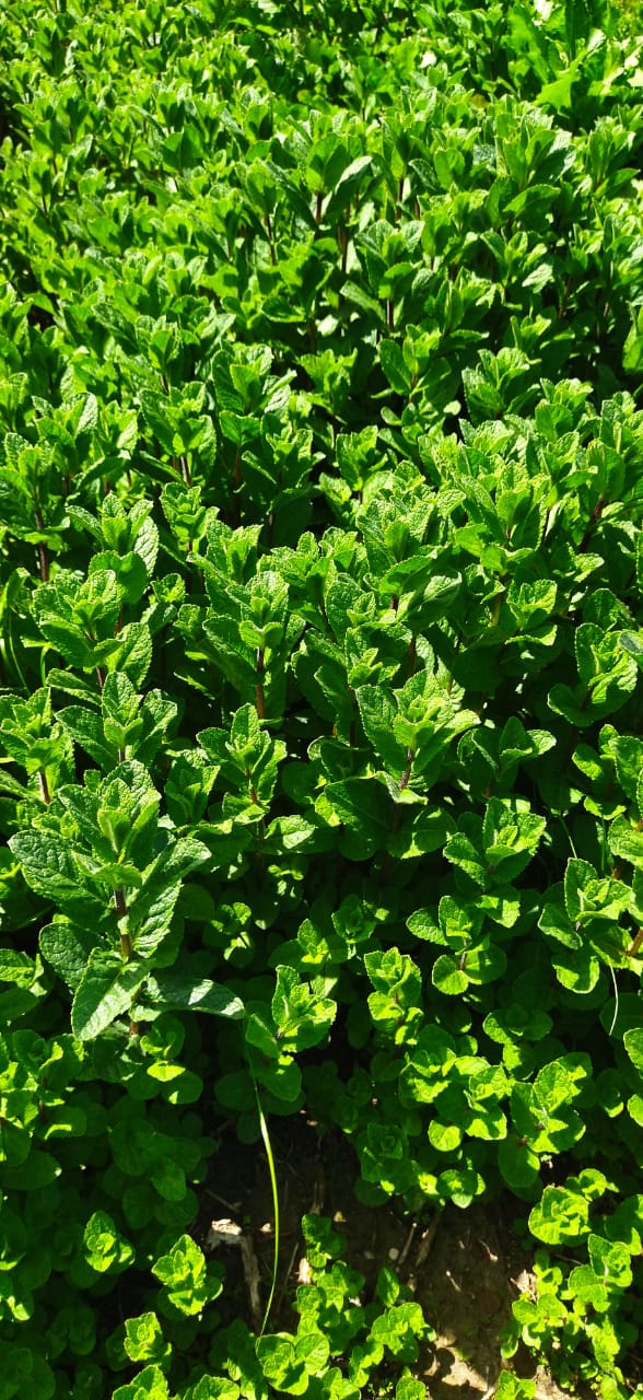 hola, el pedido anticipado para el suministro de hojas de menta fresca está abierto (noviembre de 2022-enero de 2023) embalaje de caja de plástico de 5 kg