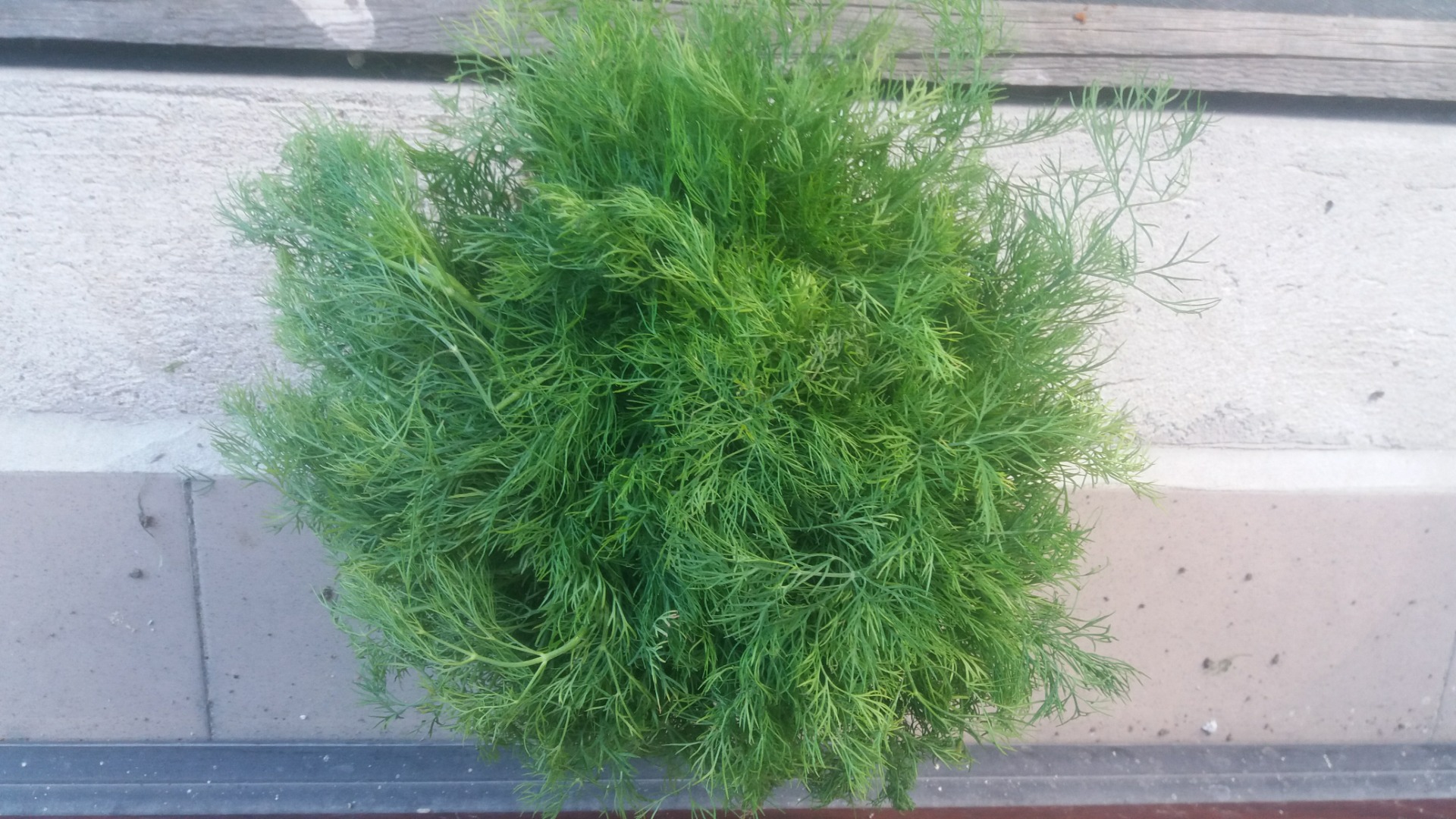 Venderé eneldo joven variedad Ambrozija Voivodato de Lodz