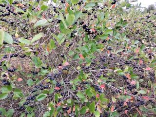 Las chokeberries se entregan frescas. Se cosechan justo antes