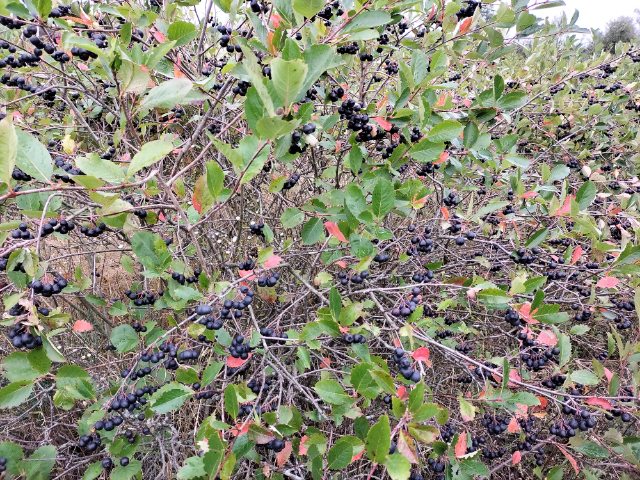 Las chokeberries se entregan frescas