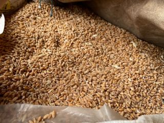 Vendo trigo de primera calidad 100% natural de producción