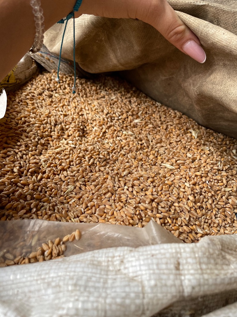 Vendo trigo de primera calidad 100% natural de producción propia