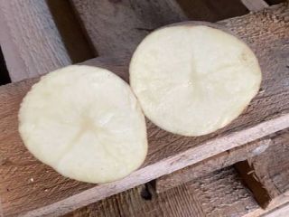 Vendemos papas alimenticias al por mayor. El surtido incluye