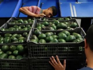 Aguacate de México para la venta