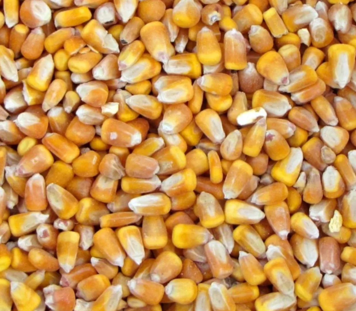 Vendemos cereales: maíz, cebada, girasol, en big bags oa granel