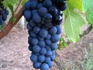 Vendo uvas de vino primitivo y sangiovese, zona de