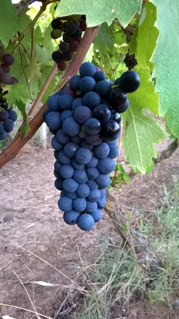 Vendo uvas de vino primitivo y sangiovese, zona de Gioia del Colle, Bari Puglia, Italia Primitivo grado babo 24 °