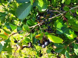 Venderé unas 50 toneladas de fruta de chokeberry orgánica,