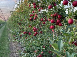 Tenemos 27 variedades de manzanas, en total tenemos 2500