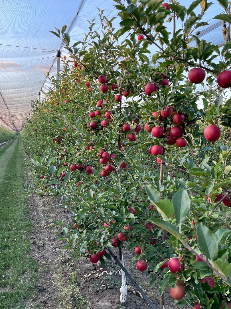 Tenemos 27 variedades de manzanas, en total tenemos 2500 toneladas de manzanas