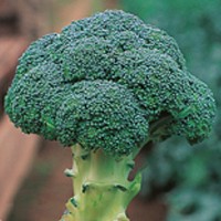 Brocado Ecológico fresco de esta cosecha anual