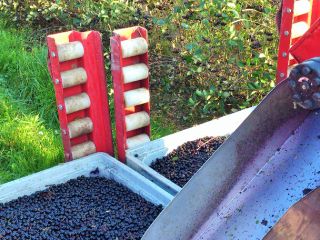 Se vende aronia, cosecha mecánica. La cantidad es de