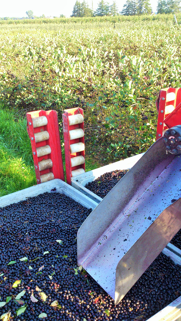 Se vende aronia, cosecha mecánica