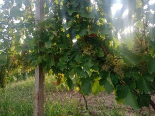 Están vendiendo uvas para vino, royal feteasca, de la